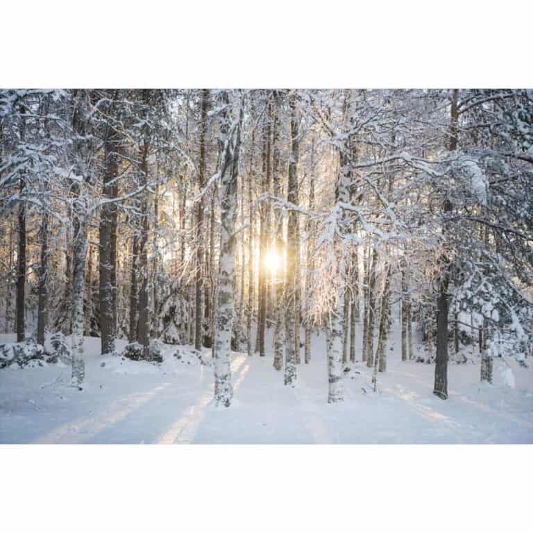 Winter birches - Jonna Jinton Sweden